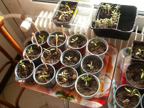 J'habite chez mes plantes...