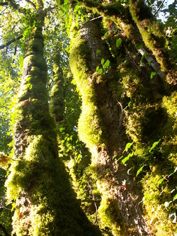 Fant&ocirc;mes verts