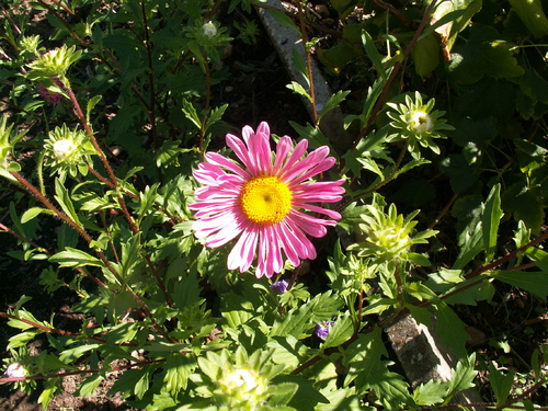 Plaisir des yeux(2, les reines)