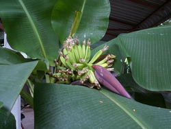 Au jardin en ce moment