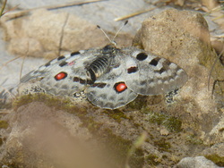 Les jardins du Seigneur/ສວນດອກໄມ້ຂອງພຣະເຈົ້າ