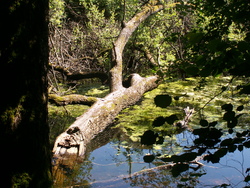 Bois de Ch&ecirc;nes 2