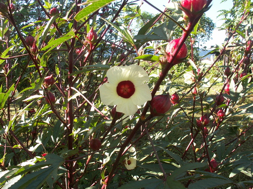 1er dimanche de l'avent