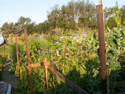 Chroniques du potager2