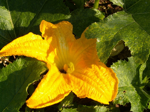 Plaisir des yeux(3, les  autres)