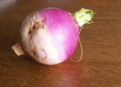 Chroniques du potager 15