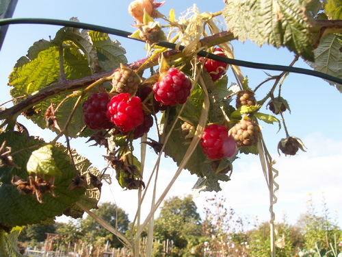 L'automne, fin ou recommencement?