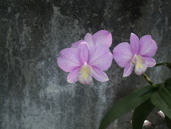 Comme le printemps en automne...