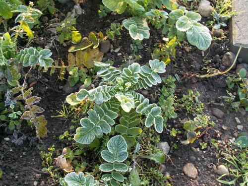 Chroniques du potager 17