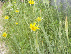 Fleurs presque sauvages!