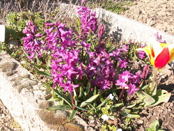 Le jardin renaissant!