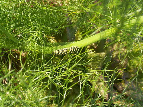 Jarini&egrave;re de l&eacute;gumes du jour!