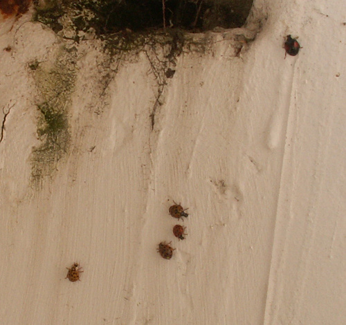 Bient&ocirc;t l'hiver!