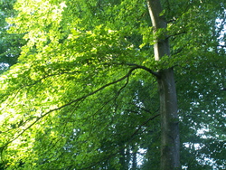 il &eacute;tend ses racines vers le courant