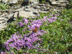 Les jardins du Seigneur/ສວນດອກໄມ້ຂອງພຣະເຈົ້າ