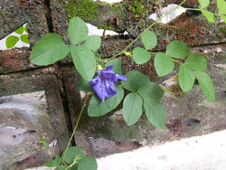 Au jardin en ce moment