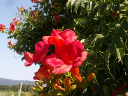 Chroniques du potager7