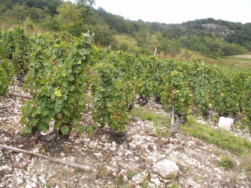 Les vignes