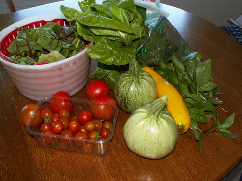 Chroniques du potager 11