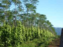 De l'h&eacute;v&eacute;a au poivre!