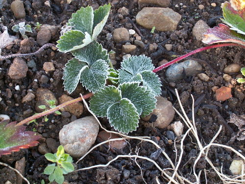 Chroniques du potager 17