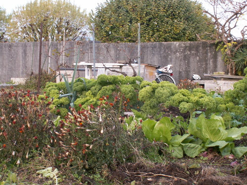 Chroniques du potager 18