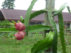 De Ban Kapeu &agrave; Vientiane,bis.