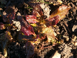 salades de fin d'hiver