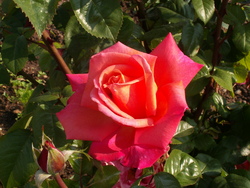 Chroniques du potager3