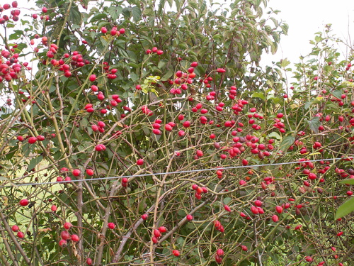 Aux petits des oiseaux, Dieu donne leur p&acirc;ture