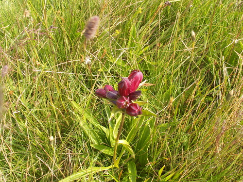 Au vert et au frais!