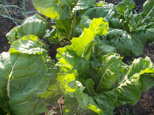 Assurance-l&eacute;gume