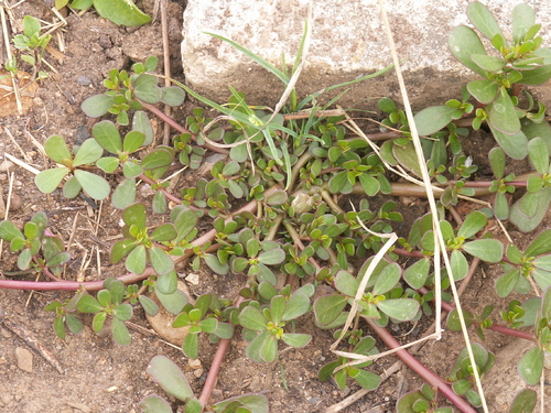 Mauvaises herbes? Mangeons-les!