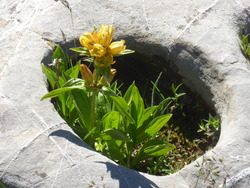 Les jardins du Seigneur/ສວນດອກໄມ້ຂອງພຣະເຈົ້າ