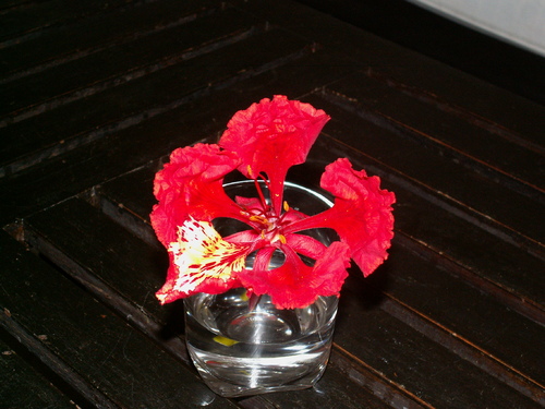 L'arbre de la semaine