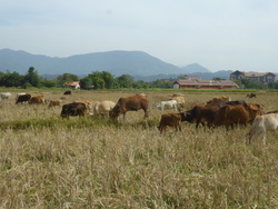 Grotte Lusi &agrave; VangVieng