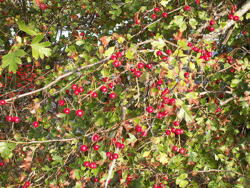 Aux petits des oiseaux, Dieu donne leur p&acirc;ture