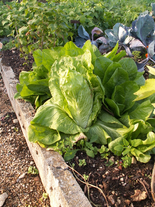 Chroniques du potager 15