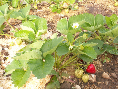 Fleurs presque sauvages!