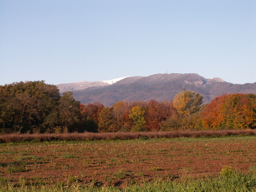 Chroniques du potager 17