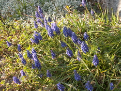 Le jardin renaissant!