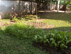 jardin de l'amitié(suite)
