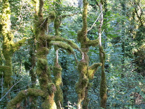 Fant&ocirc;mes verts