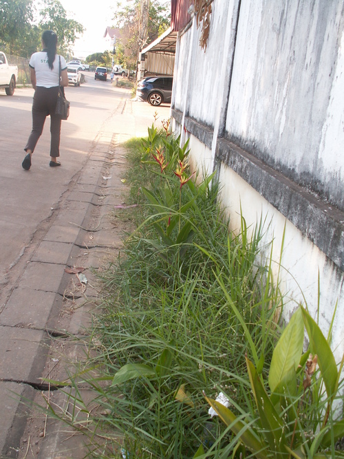 Fleurs et l&eacute;gumes, on retrouve le pays.