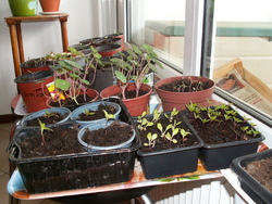 J'habite chez mes plantes...