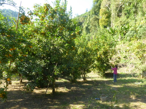 Les oranges de VangVieng