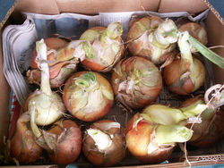 Oignons: culture facile!