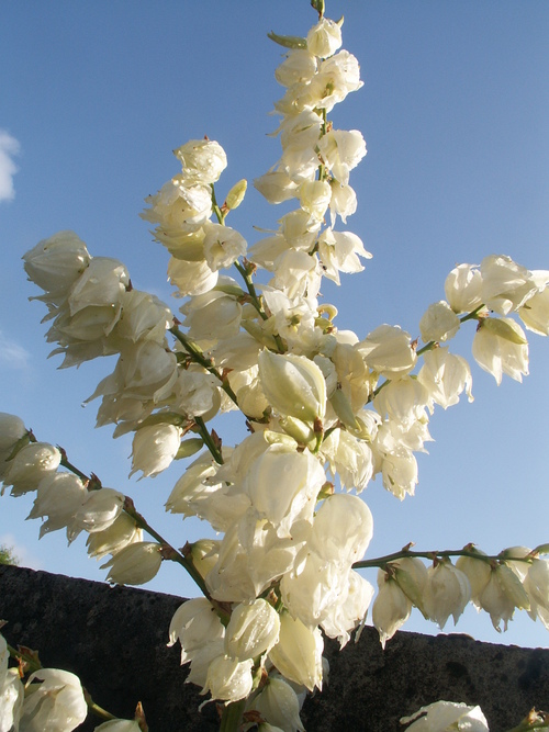 Une fleur pour une personne ch&egrave;re!