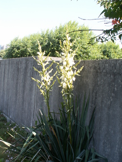 Chroniques du potager7