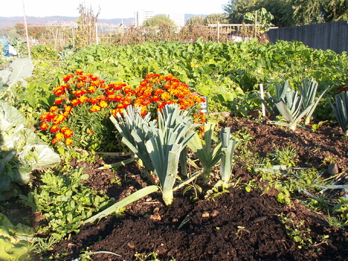 Chroniques du potager 16